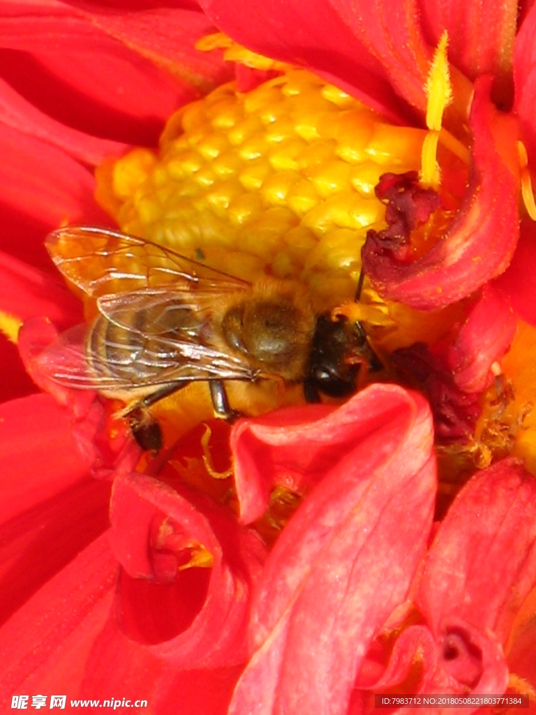 大丽花 蜜蜂