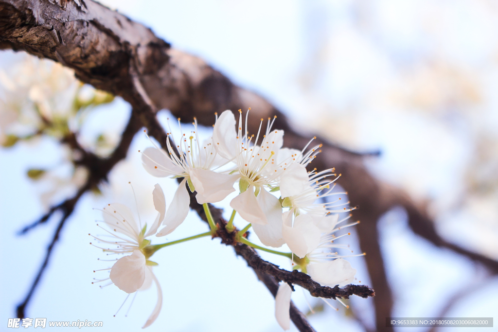 樱花