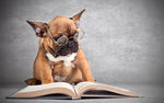 狗狗看书