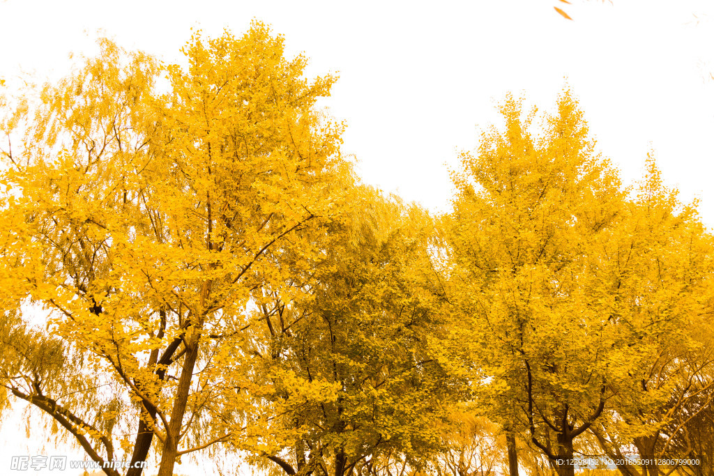 金黄的树林