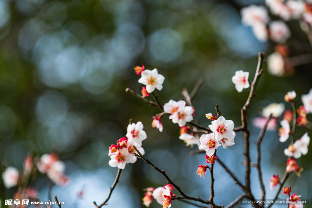 梅花