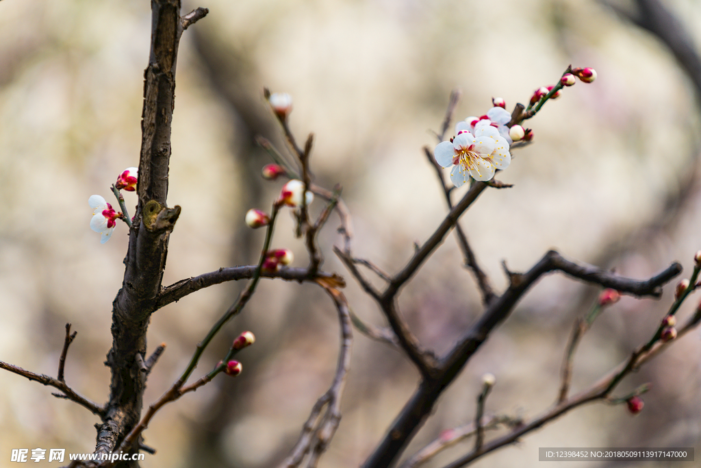 梅花