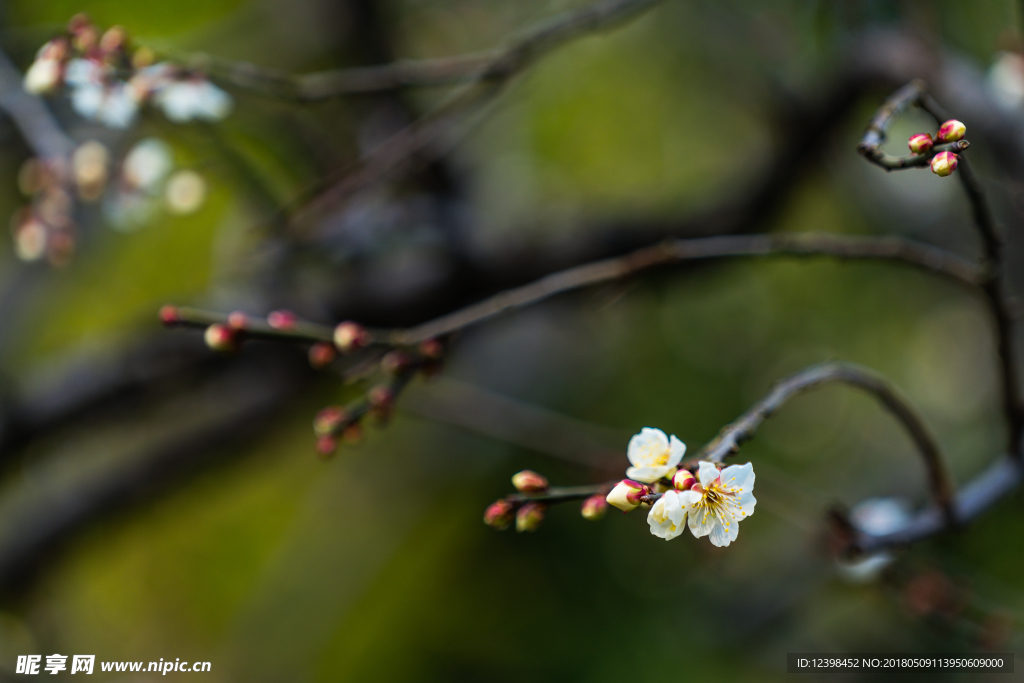 梅花