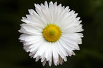 雏菊