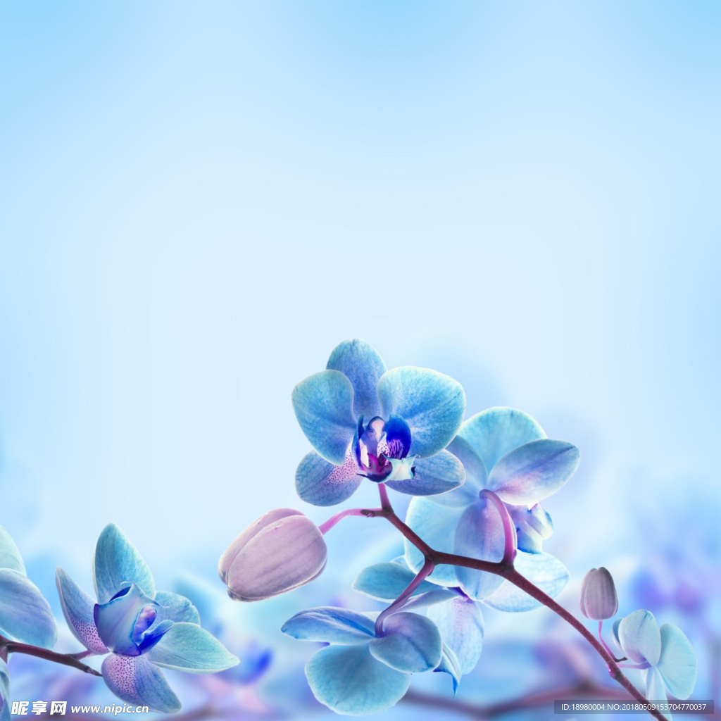 唯美花朵背景