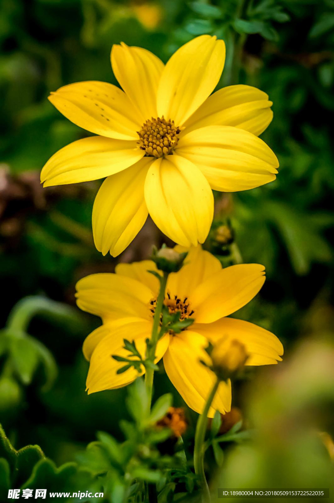 小黄花