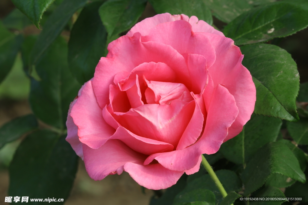 月季花