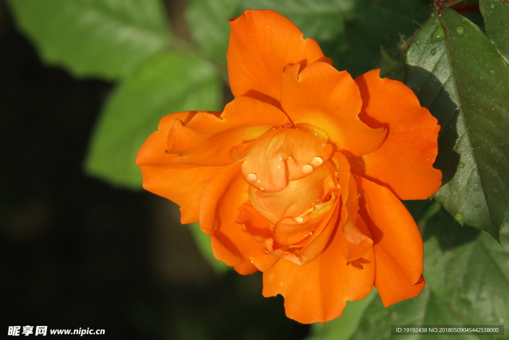 月季花