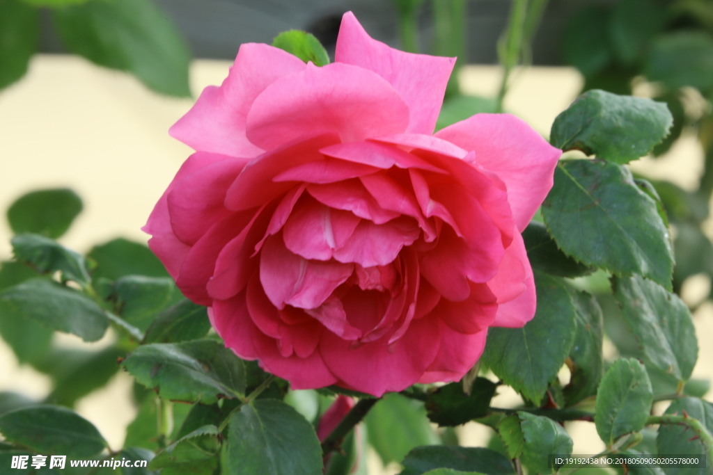 月季花