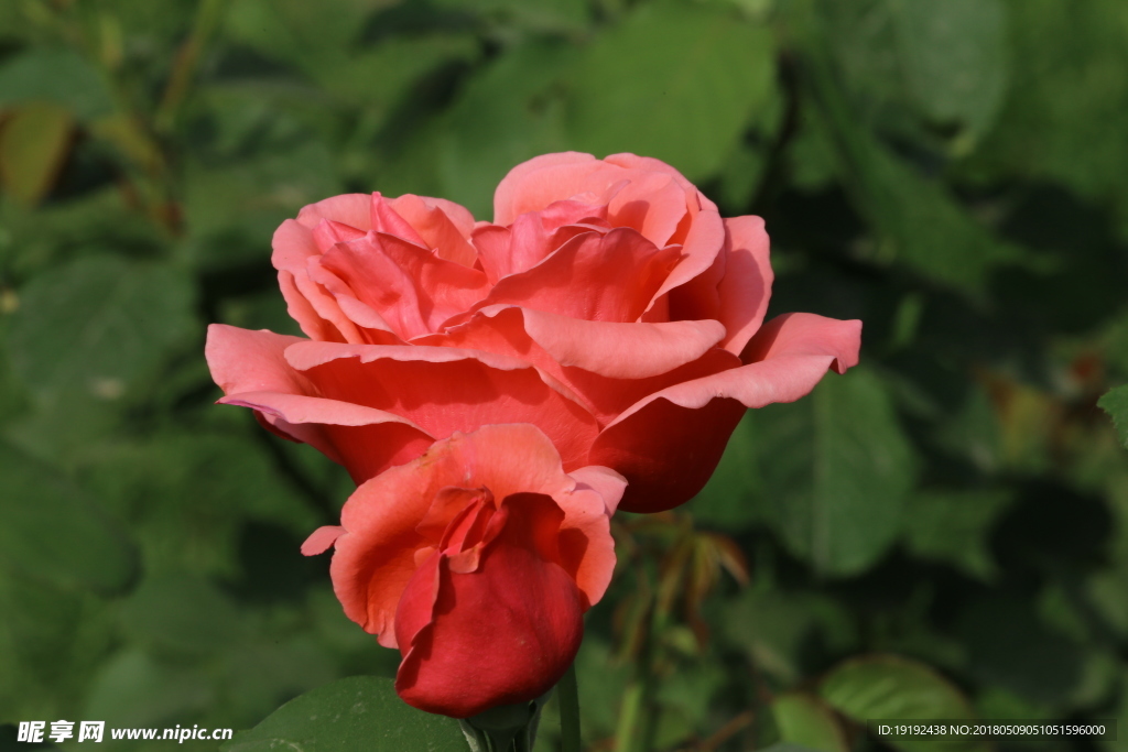 月季花