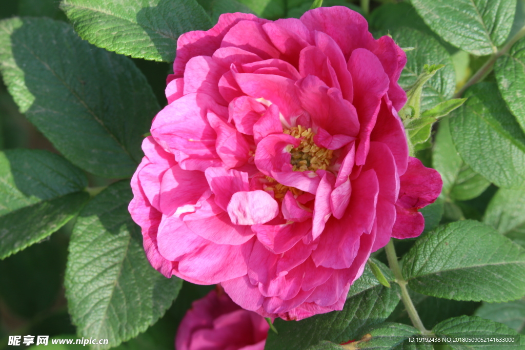 月季花