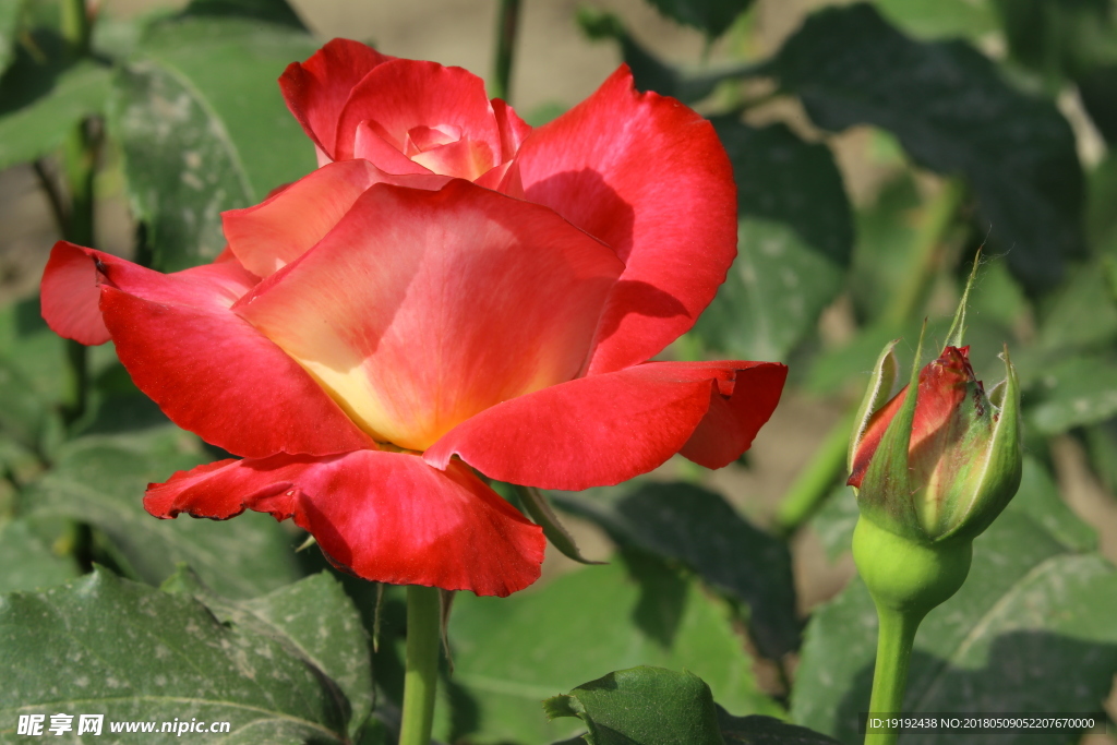 月季花