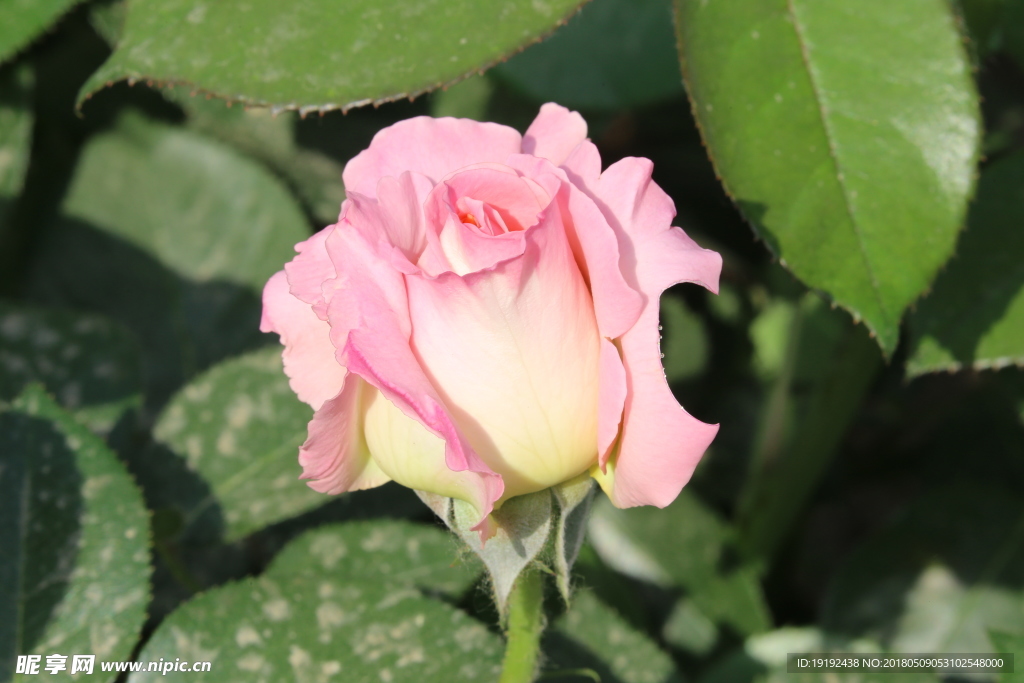 月季花