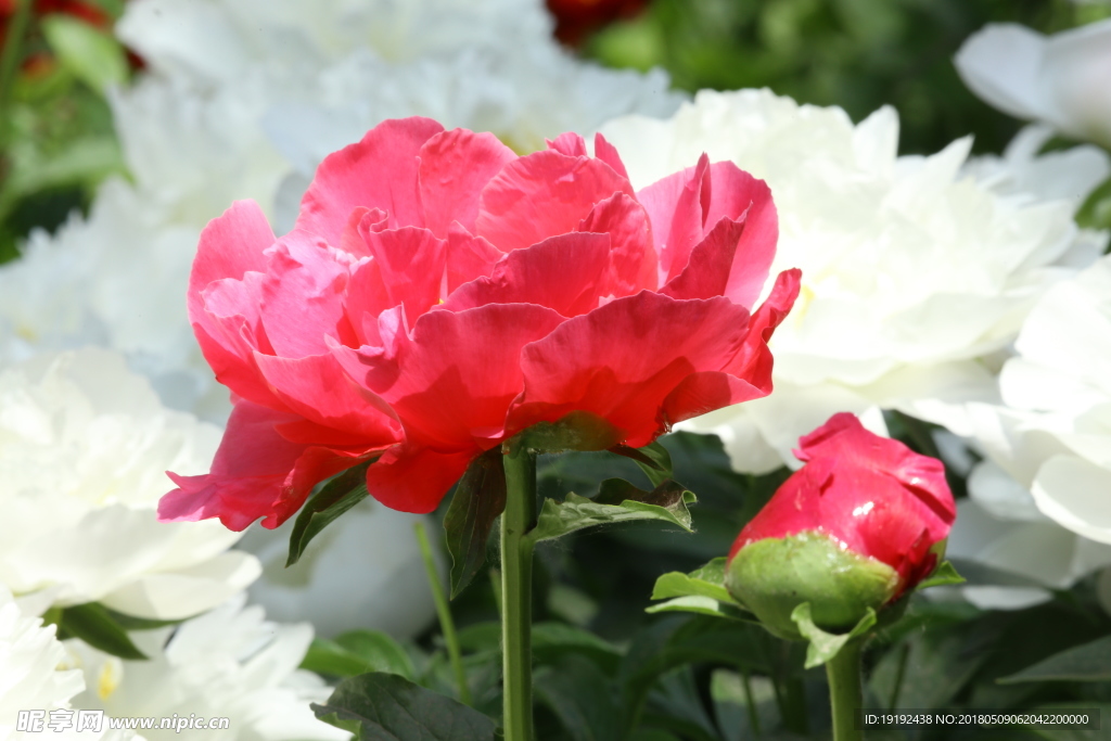 芍药花