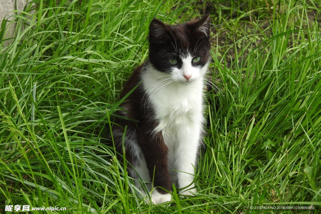 草丛里面的猫咪