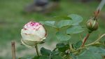 玫瑰花蕾