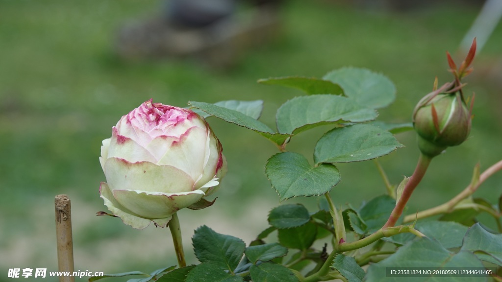 玫瑰花蕾