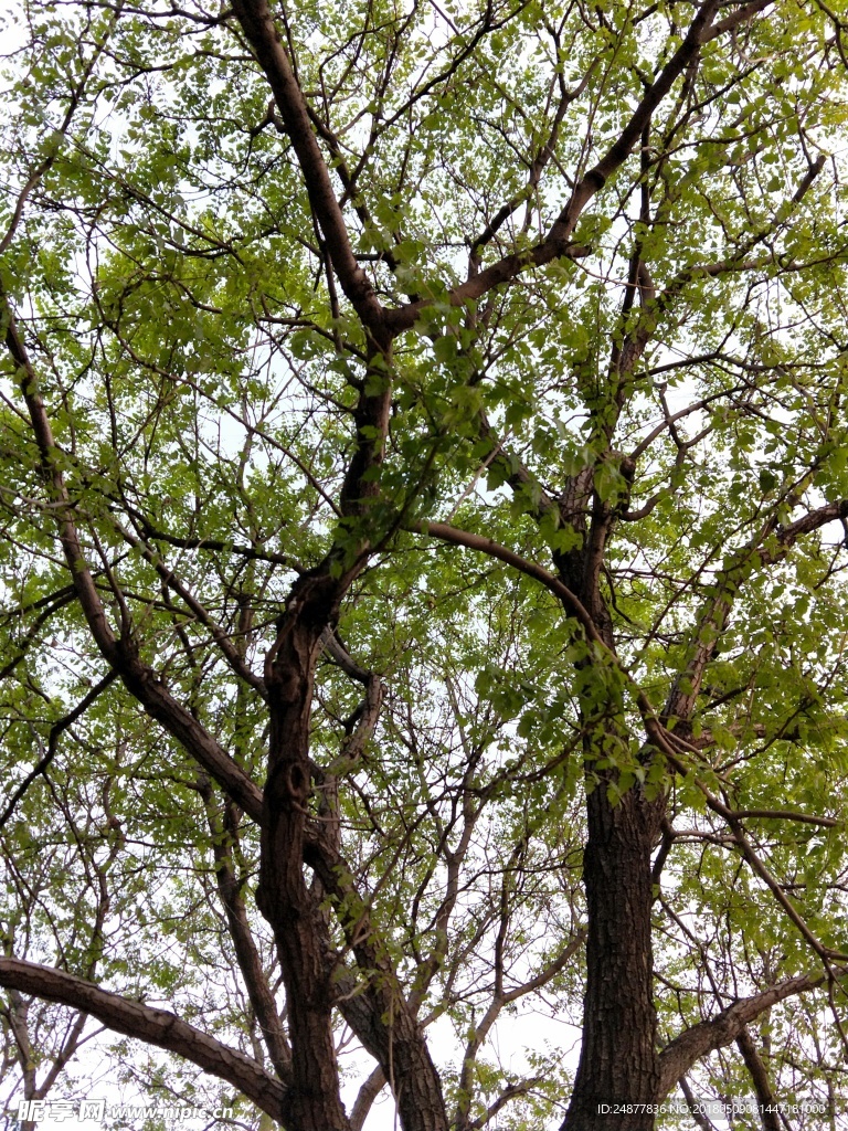 新发芽的大树干