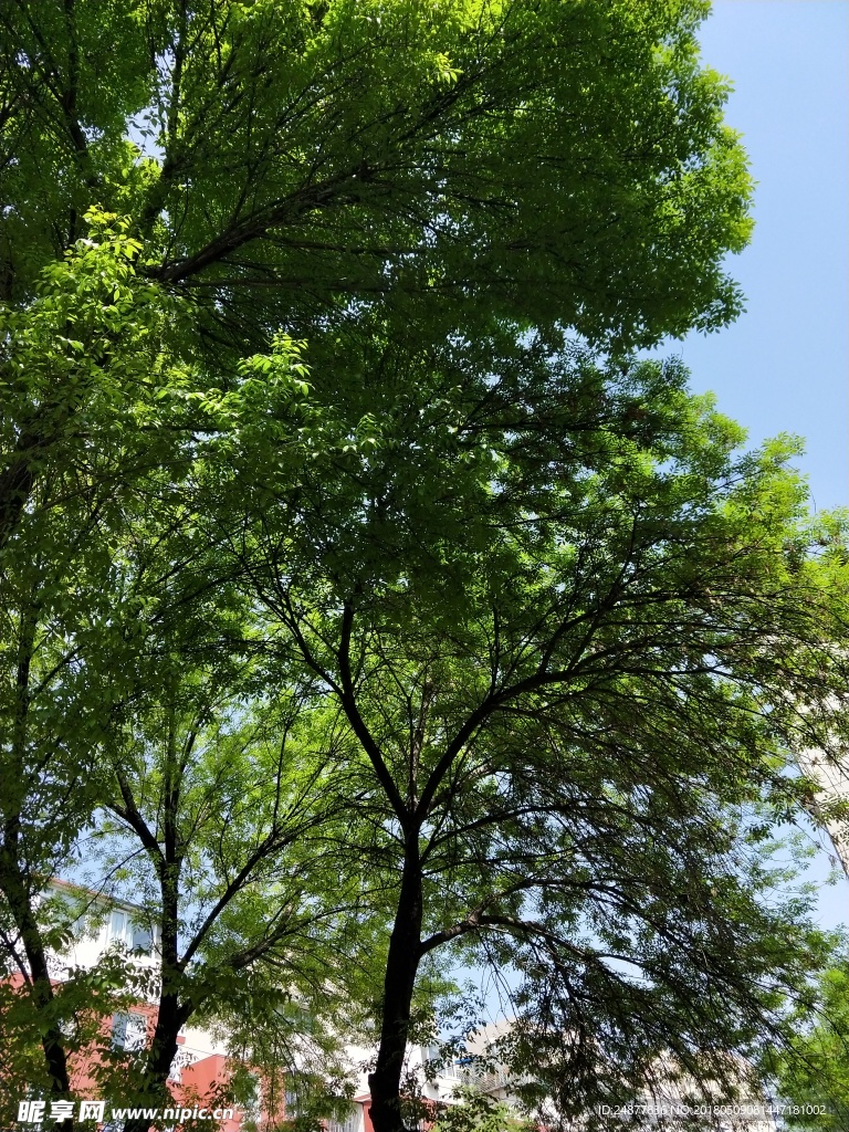 初春嫩绿的树冠