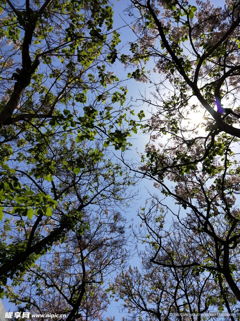 仰望泡桐树