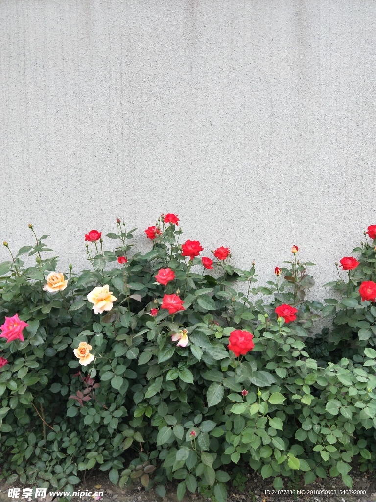 月季繁花锦簇
