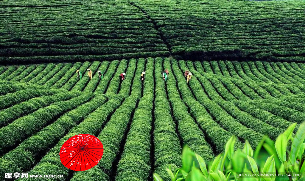 茶园