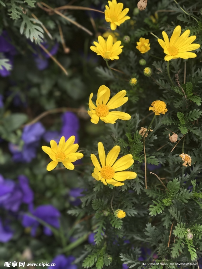 迎春花