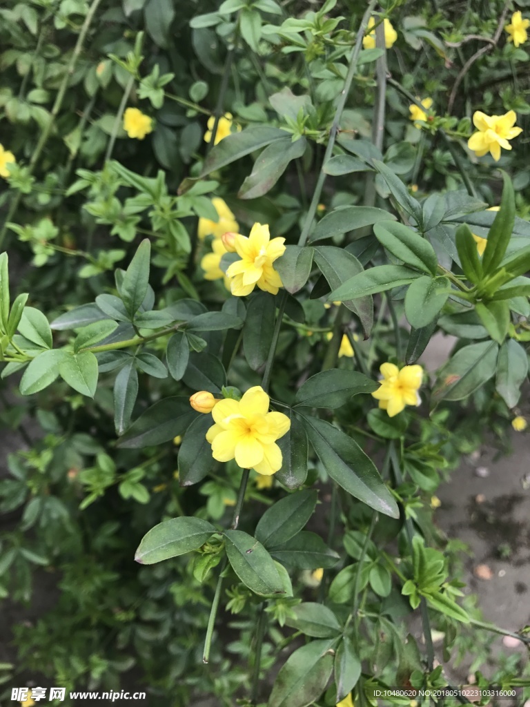 迎春花