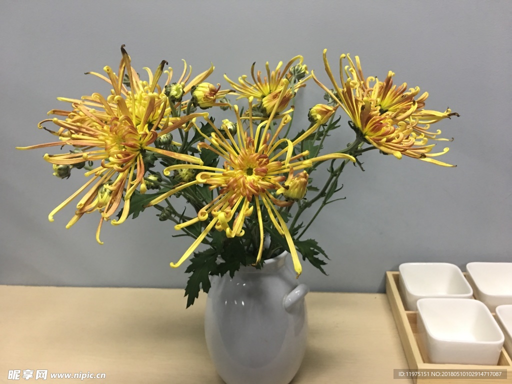 菊花
