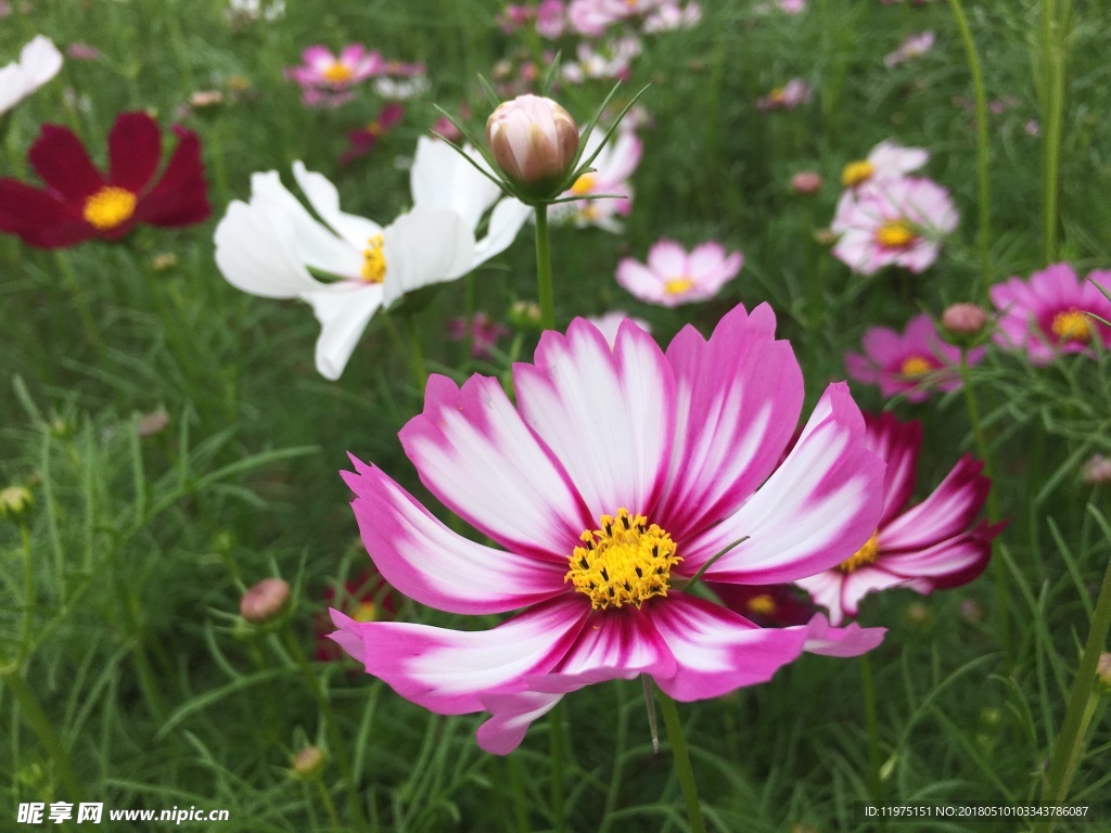 格桑花