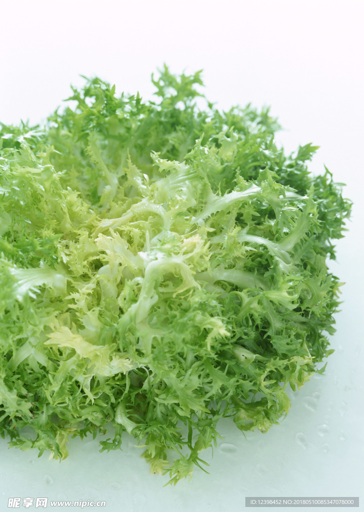 苦苣菜