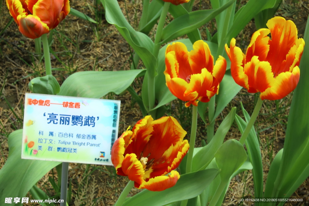 郁金香