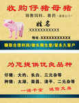 收购仔猪名片