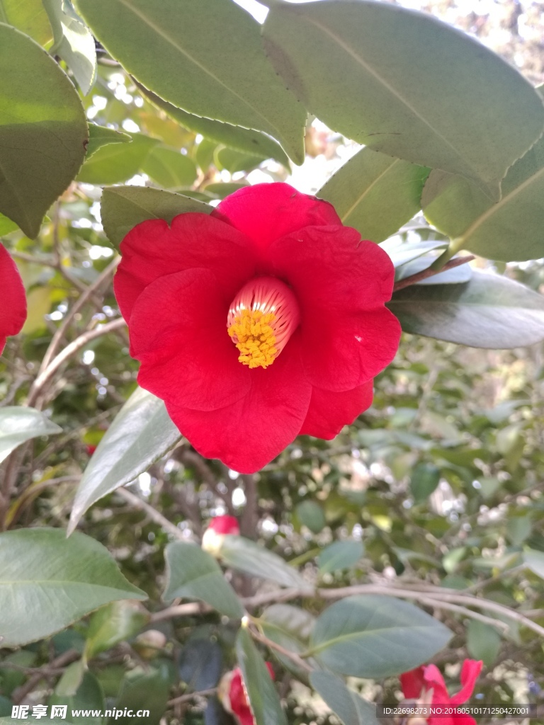 山茶花
