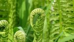 植物