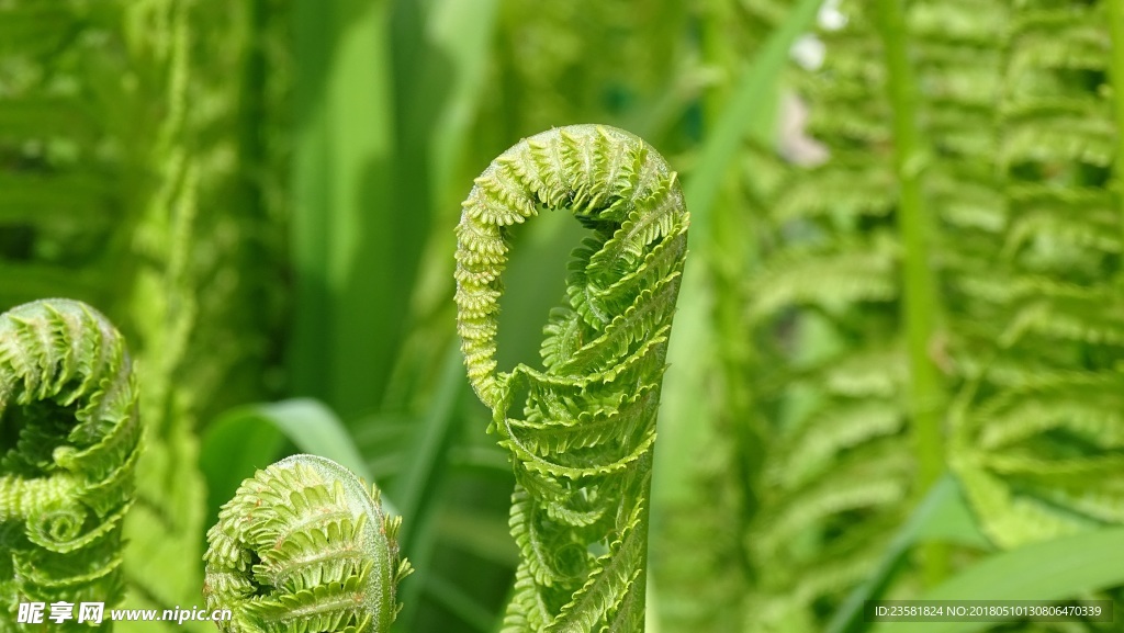 植物