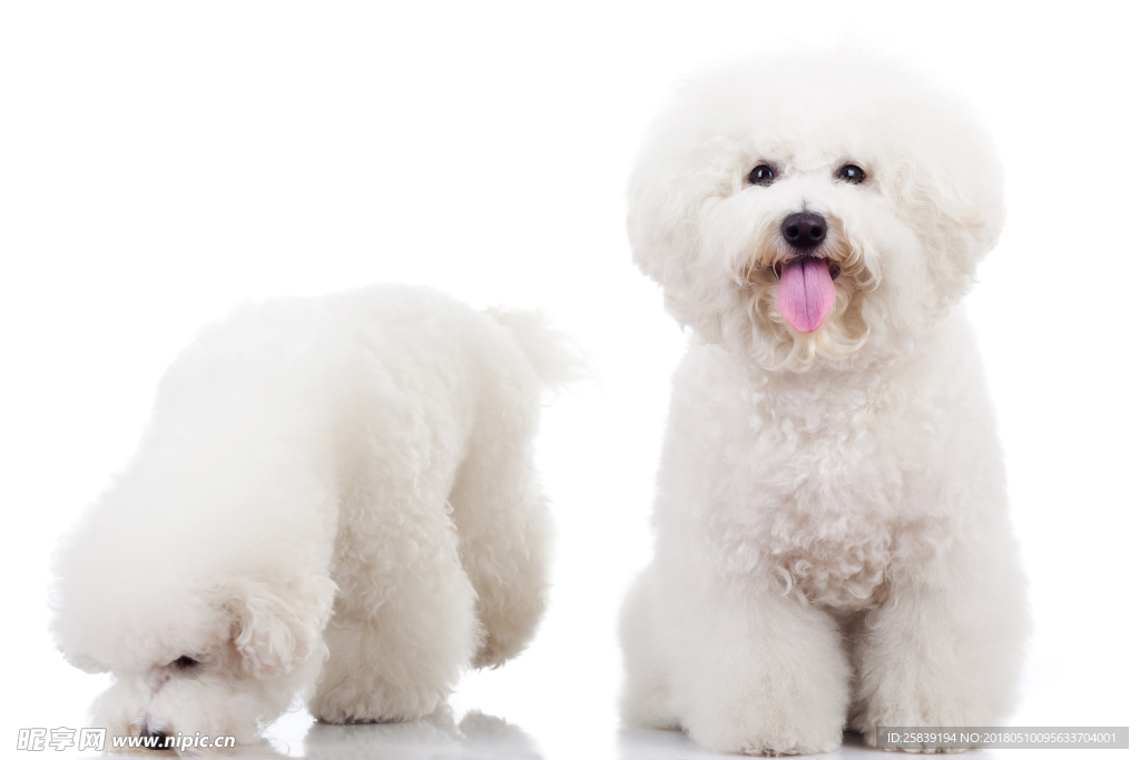 狗 泰迪 白色 犬 宠物 动物