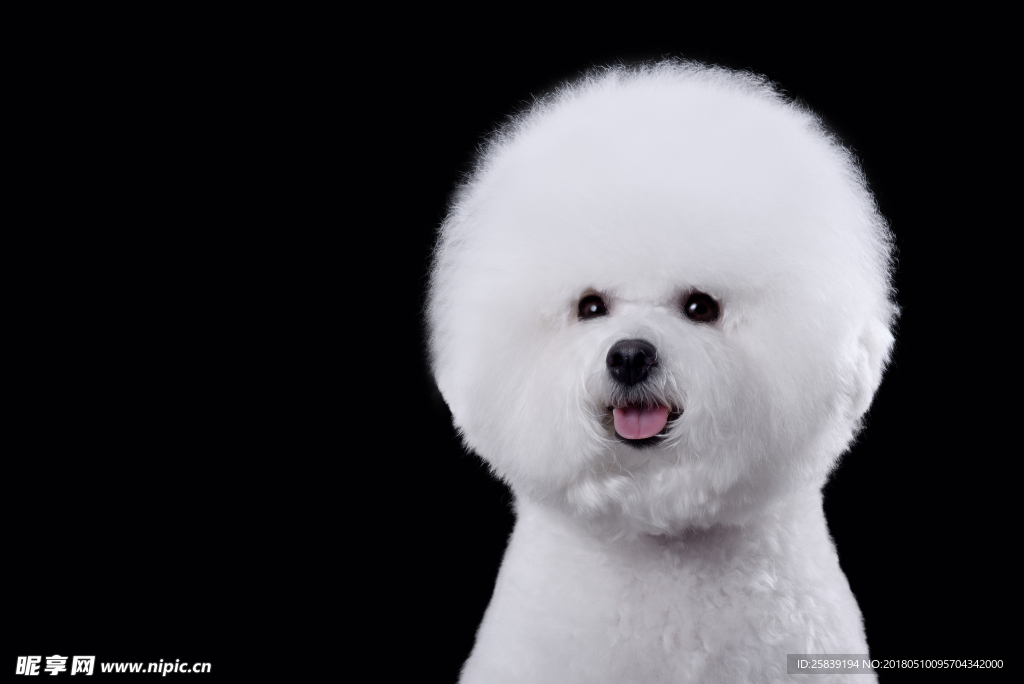 狗 泰迪 白色 犬 宠物 动物
