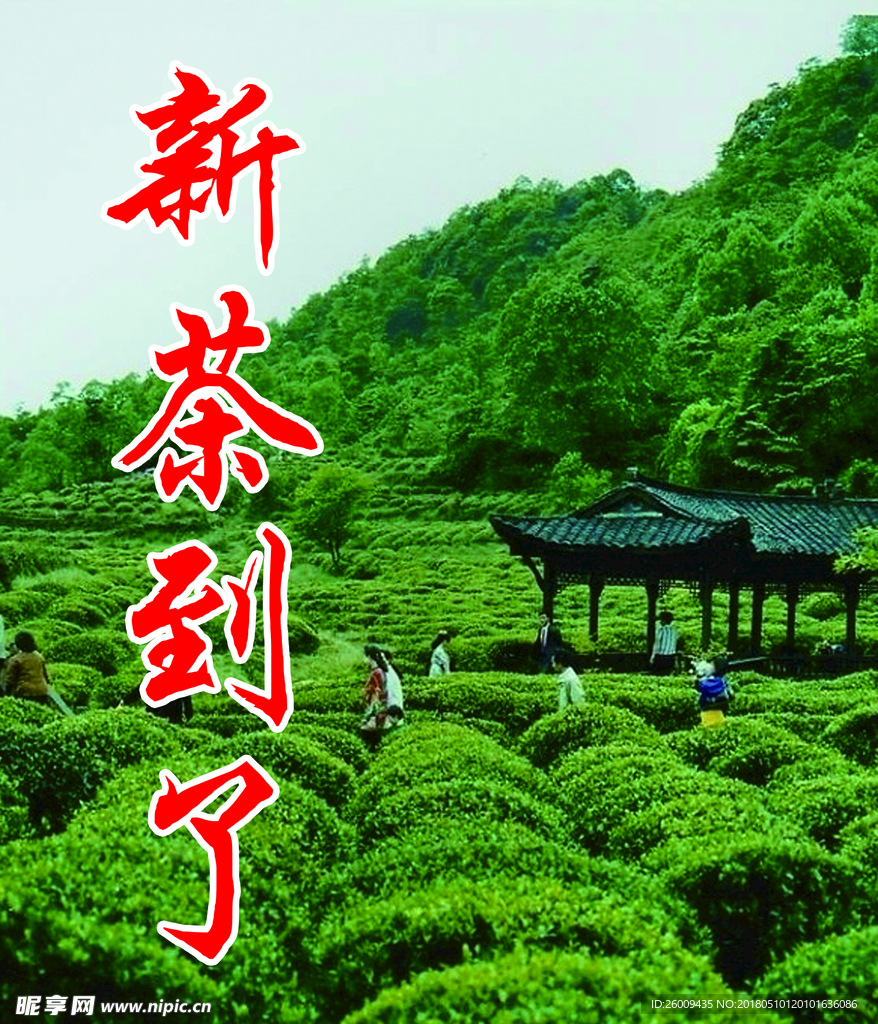 新茶到了