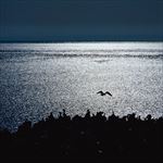 海上海鸥