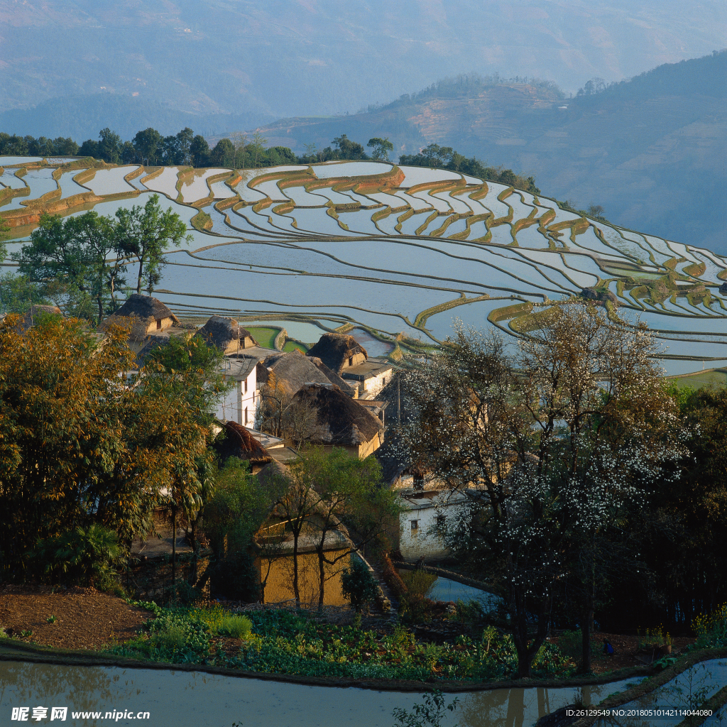 高山水稻田