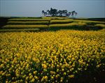 油菜田