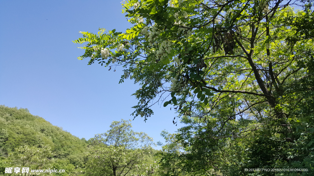 山林里槐花 高清图