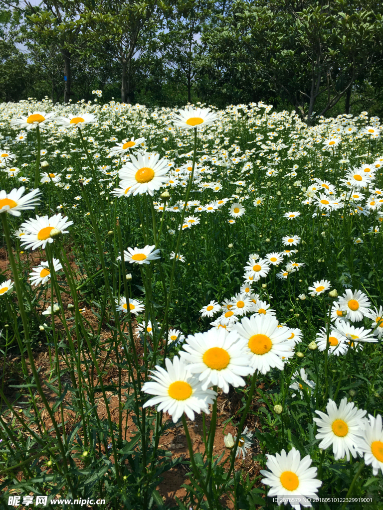 白晶菊 太阳花 田园风光