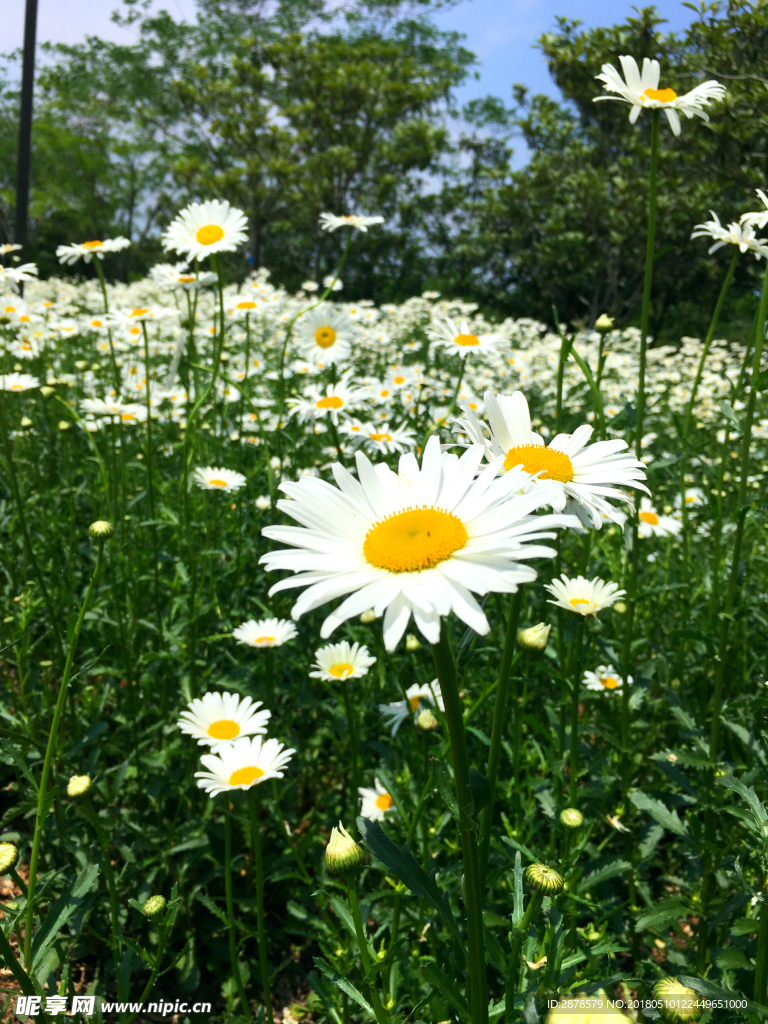 白晶菊 太阳花 田园风光