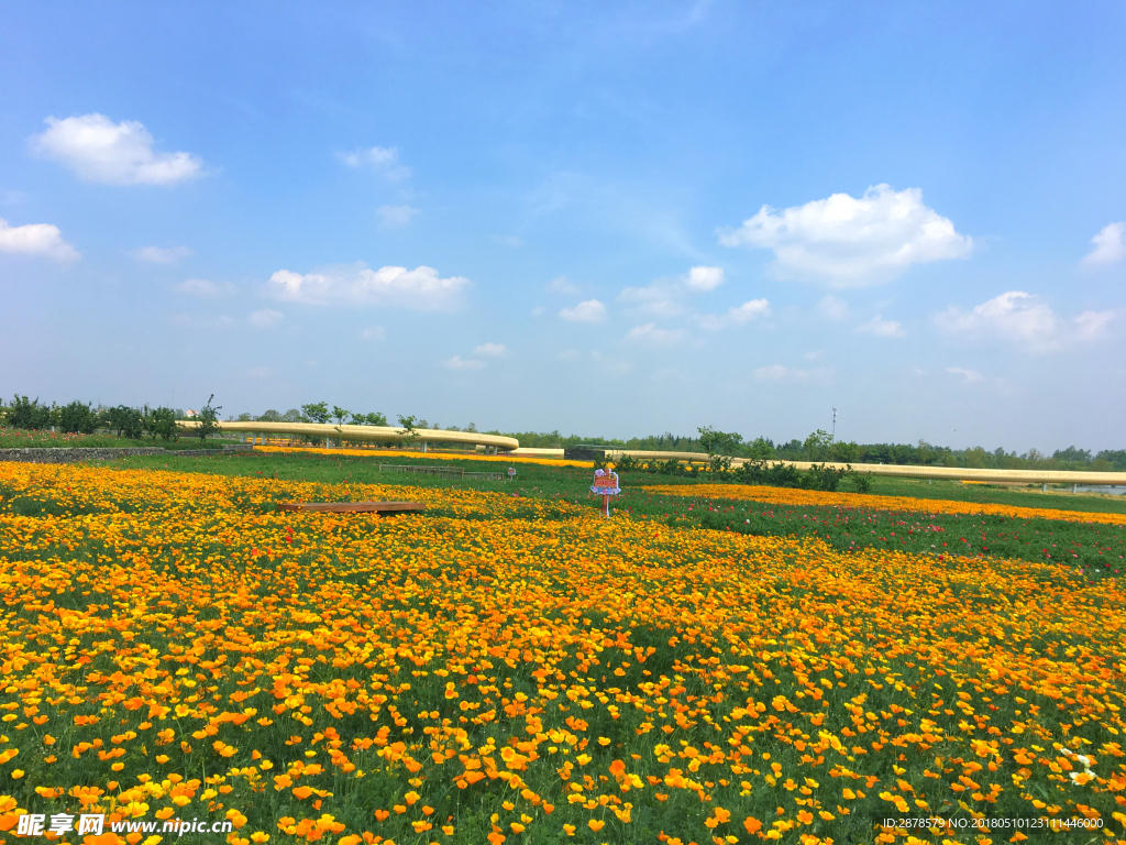 冰岛虞美人  花海  三台山