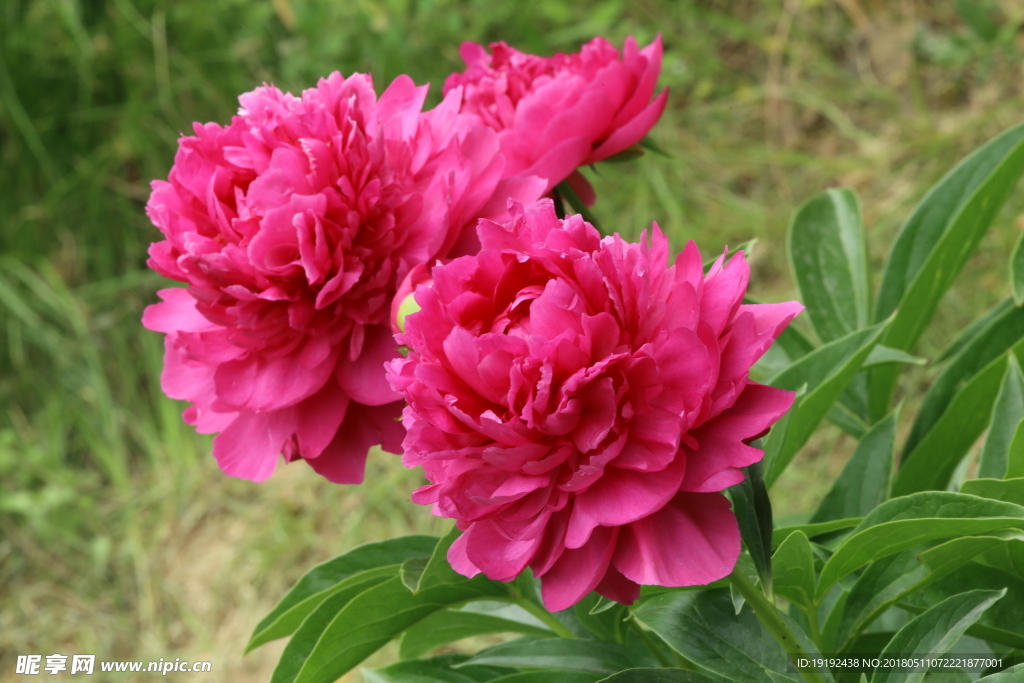芍药花