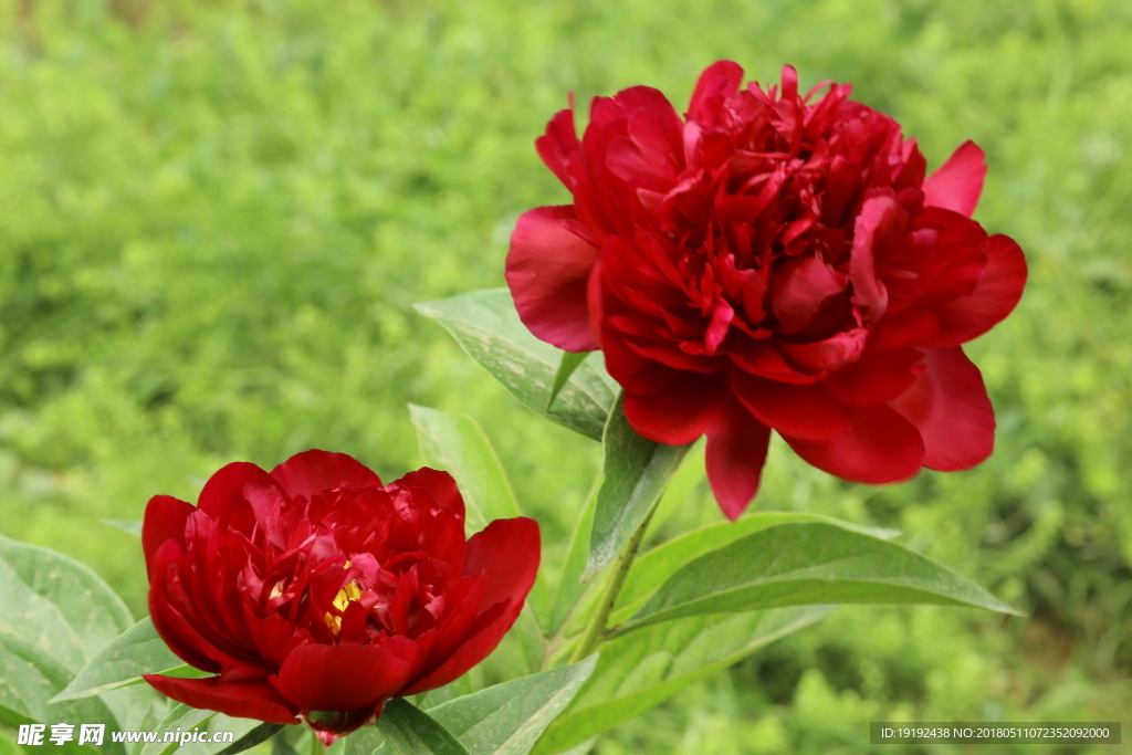 芍药花