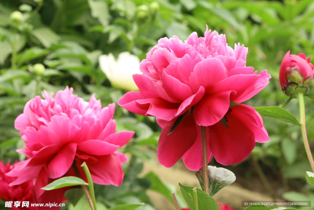 芍药花