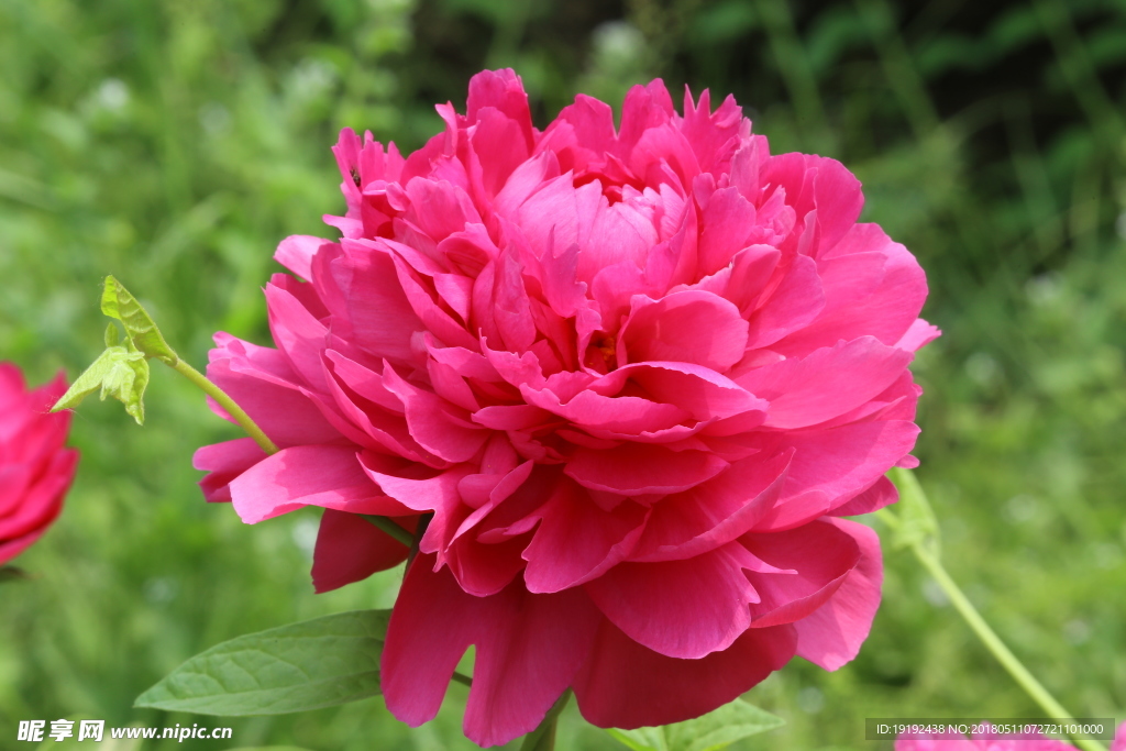 芍药花